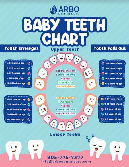 Baby Teeth Chart - Arbo Dental Care - Bradford